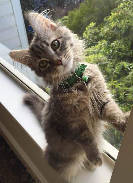 Siberian kitten for adoption