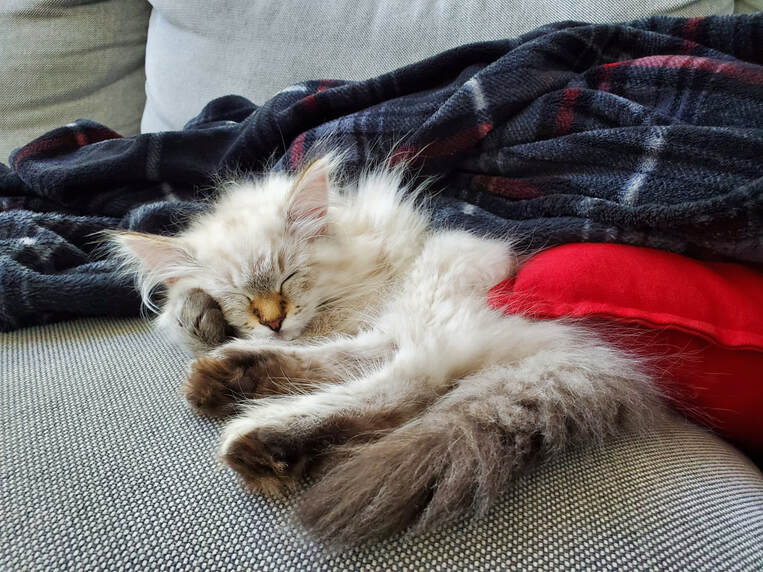 Siberian kitten for adoption Texas