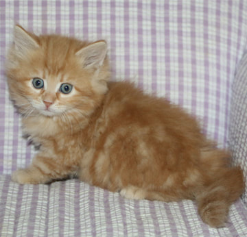 Red classic Siberian kitten