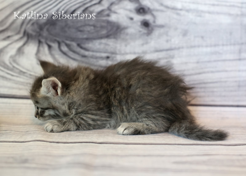 Siberian kittens for sale in Louisiana