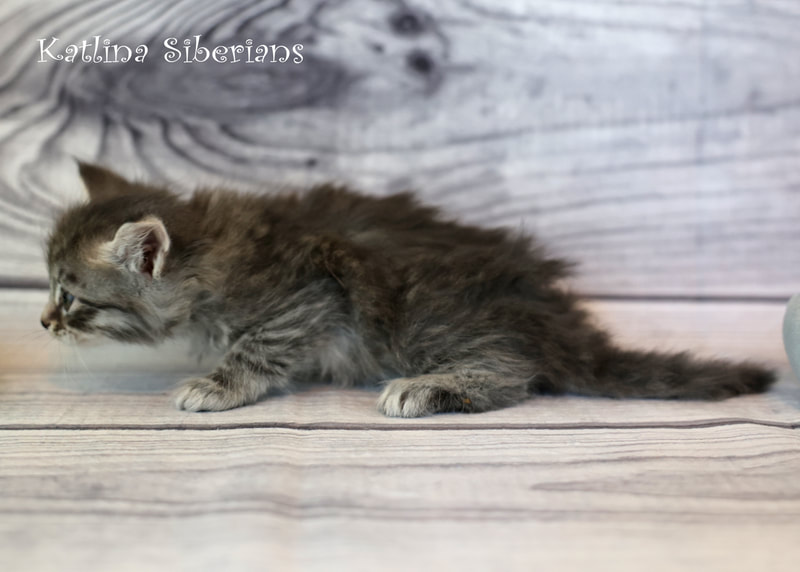 Siberian kittens for sale in Florida