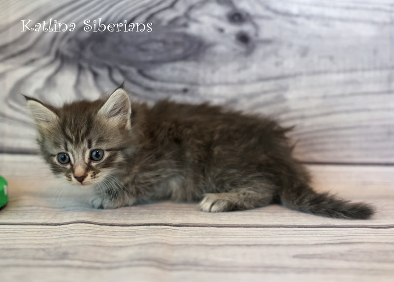 Siberian kittens for sale in Oklahoma