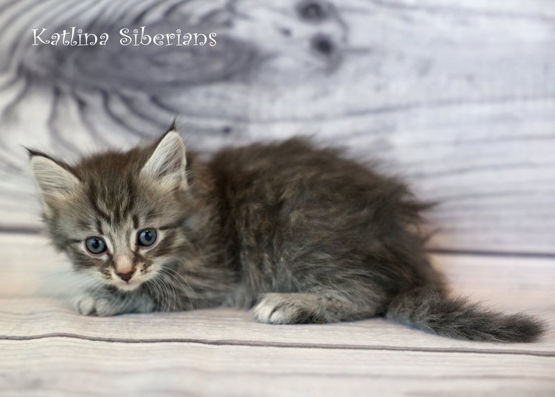 Siberian kittens for sale in San Jose, California