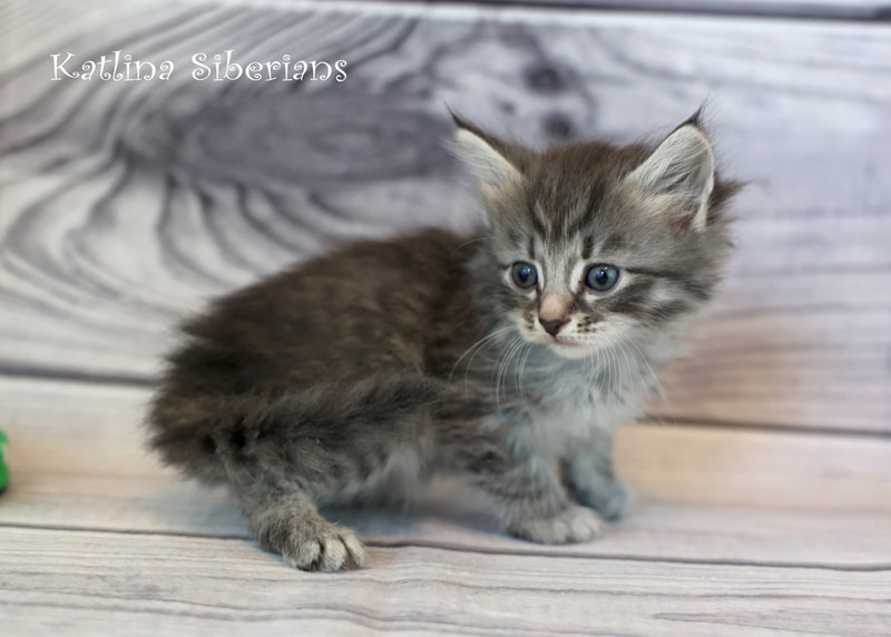 Siberian kittens for sale in Los Angeles, California