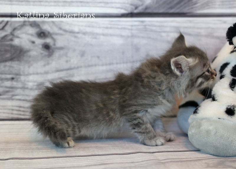 Siberian kittens for sale in San Antonio, Texas