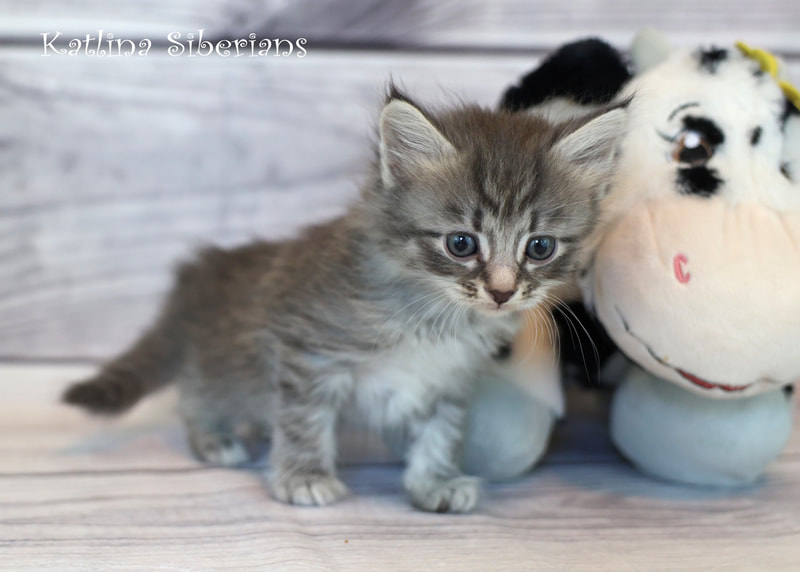 Siberian kittens for sale in Texas