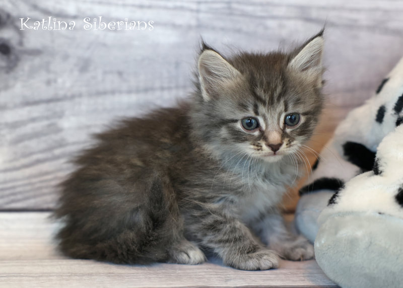 Siberian kittens for sale in Houston, Texas