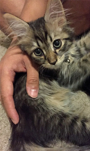 Siberian Kitten for sale