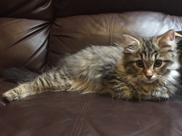 Siberian Kittens For Sale In Texas